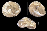 Palaeocyclophorus heliformis